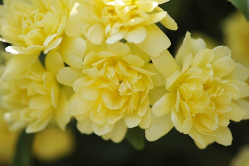 モッコウバラの鉢植えでの育て方!枯らさずに元気に育てるコツをご紹介!