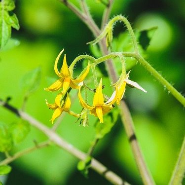 トマトの花の特徴を詳しく解説！いつ咲く？受粉の仕方は？食べられる？