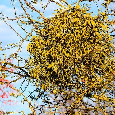 寄生植物の代表種7選！栄養分の吸収方法など驚くべき生態をご紹介！