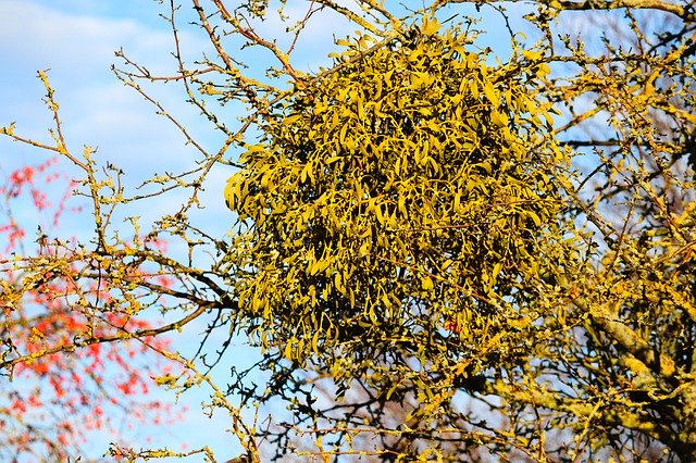 寄生植物の代表種7選！栄養分の吸収方法など驚くべき生態をご紹介！のイメージ