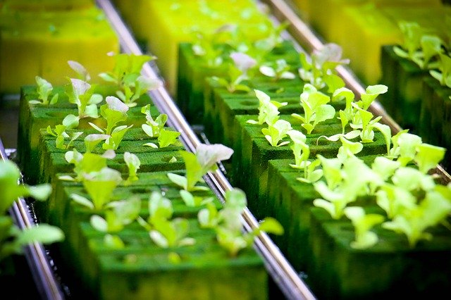 水耕栽培用ペットボトルの自作方法!容器をおしゃれに作るポイントは?のイメージ