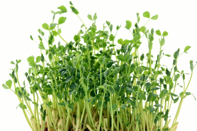 ペットボトルで水耕栽培できる野菜15選!種まき・植え付けのコツは?