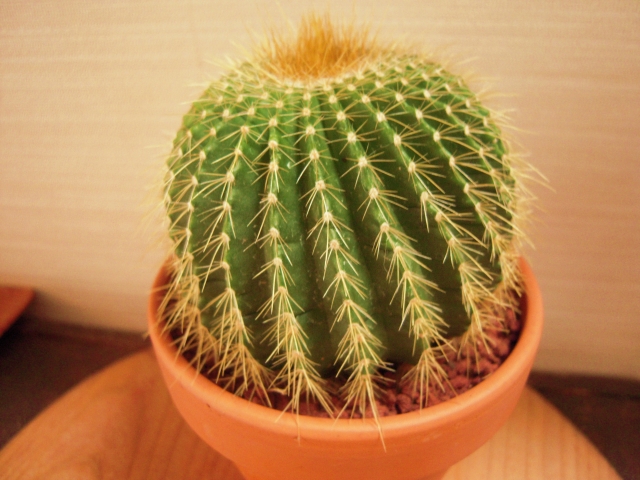 100均で買えるサボテン39選!大きく成長させるための管理のコツも紹介