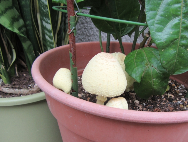 コガネキヌカラカサタケとは？どんなキノコ？毒性は？食べても大丈夫？