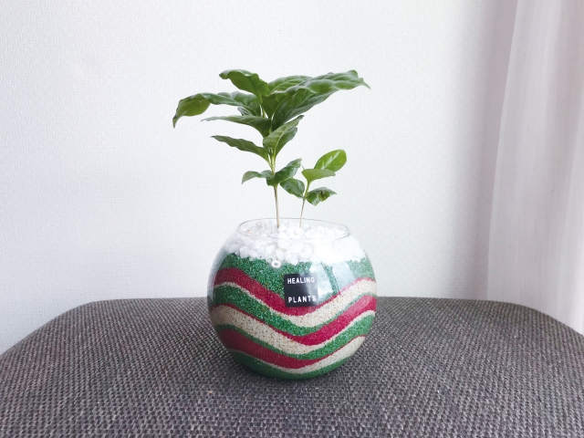 カラーサンドとは?簡単な作り方&観葉植物・多肉をおしゃれに飾るコツ!