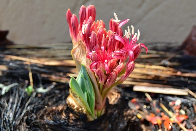 ダウベニアとは？球根植物としての特徴や栽培・管理のコツをご紹介！