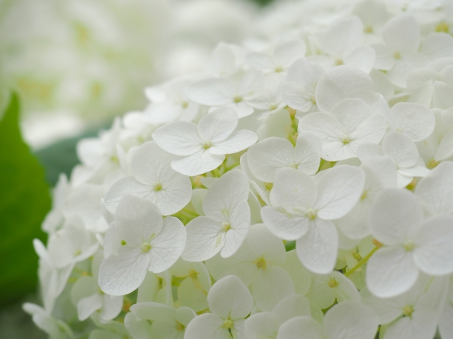 白い紫陽花といえばアナベル？成長で色が変わる人気品種の魅力を紹介！のイメージ