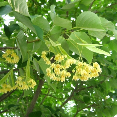 菩提樹とは？どんな花が咲く？特徴や花言葉・仏教とのつながりも解説