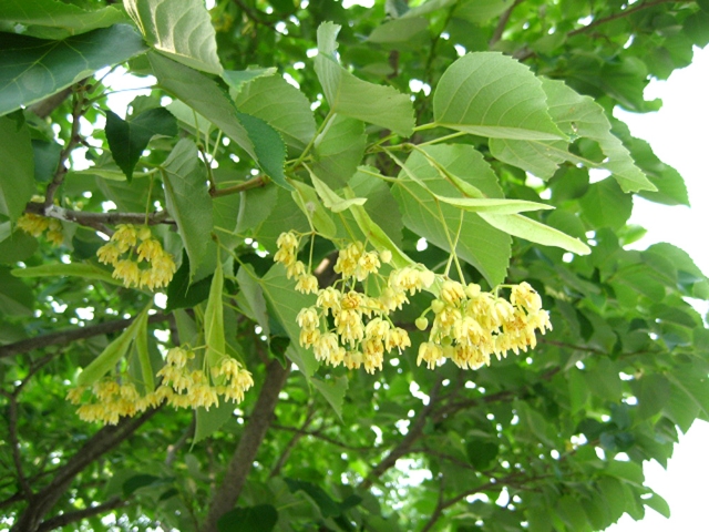 菩提樹とは?どんな花が咲く?特徴や花言葉・仏教とのつながりも解説