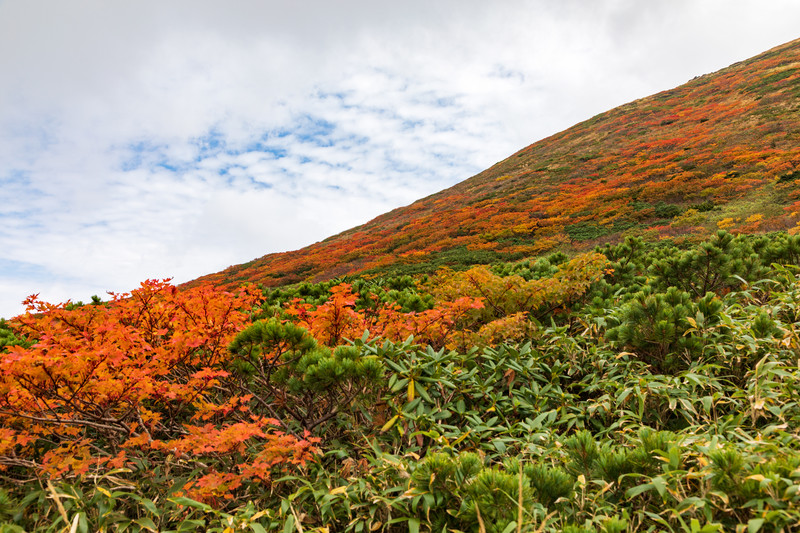 秋の高山植物図鑑10選！秋の登山・山歩きでは花を観察して楽しもう