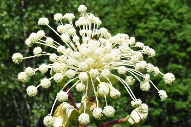 エゾニュウとは？北海道に分布する植物としての特徴や食べ方をご紹介！