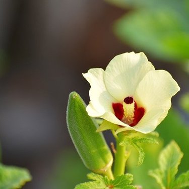 オクラの花って食べられるの？花の特徴や活用方法・食べ方をご紹介！