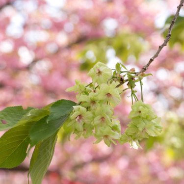 ギョイコウサクラとは？緑の桜ともいわれる花の特徴や開花時期を紹介！