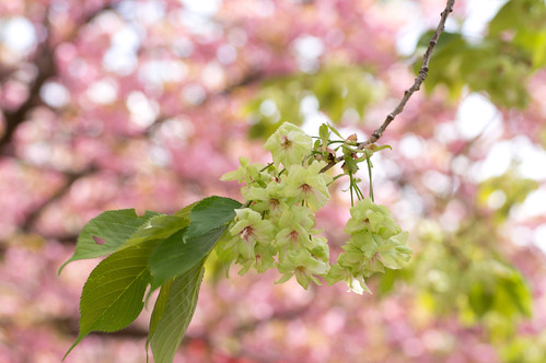 ギョイコウサクラとは？緑の桜ともいわれる花の特徴や開花時期を紹介！