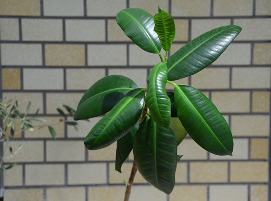 ゴムの木の「取り木」の方法を図解で解説！取り木の定義も併せて紹介！のイメージ