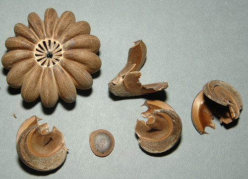 危険植物「スナバコノキ」とは？種が爆発して銃弾のように飛んでくる？