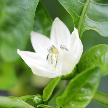 パプリカにはどんな花が咲く？咲き方・特徴・役割や開花時期を紹介！