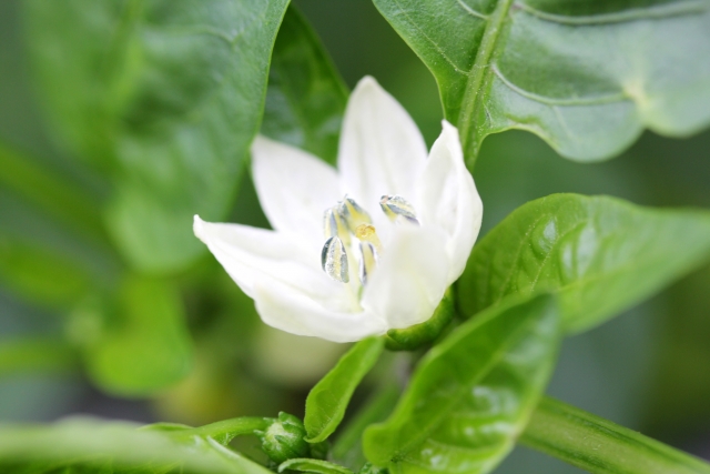 パプリカにはどんな花が咲く？咲き方・特徴・役割や開花時期を紹介！