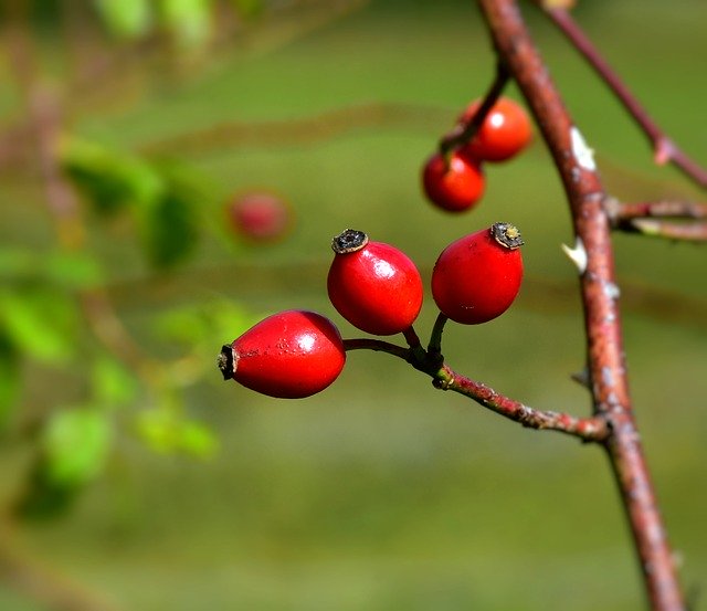 バラの実（枝もの）のアレンジメント例18選！生け花でも大活躍！のイメージ