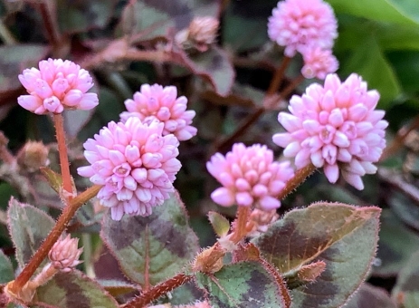 ヒメツルソバとは?グランドカバーとして植えてはいけないケースもある?