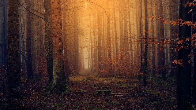 タヌキノショクダイとはどんな植物?キュートな謎の腐生植物に迫る!