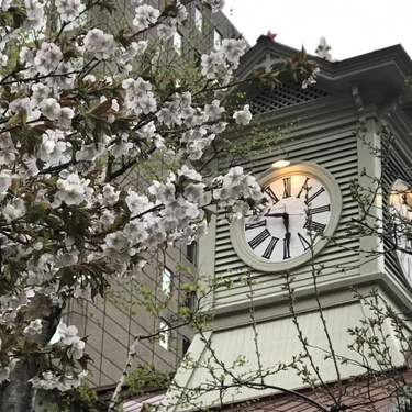 耐寒性の強い植物30選！北海道や寒冷地のガーデニングに向く植物は？