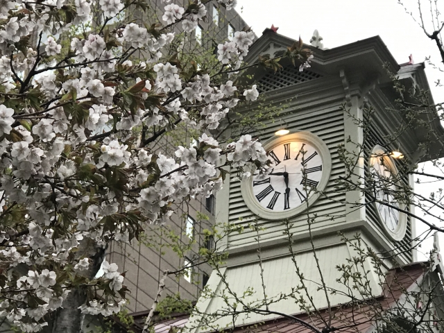 耐寒性の強い植物30選!北海道や寒冷地のガーデニングに向く植物は?