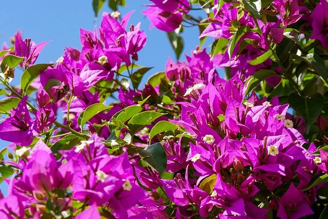 耐暑性の強い植物30選!真夏の炎天下にも負けずに元気に咲く花は?
