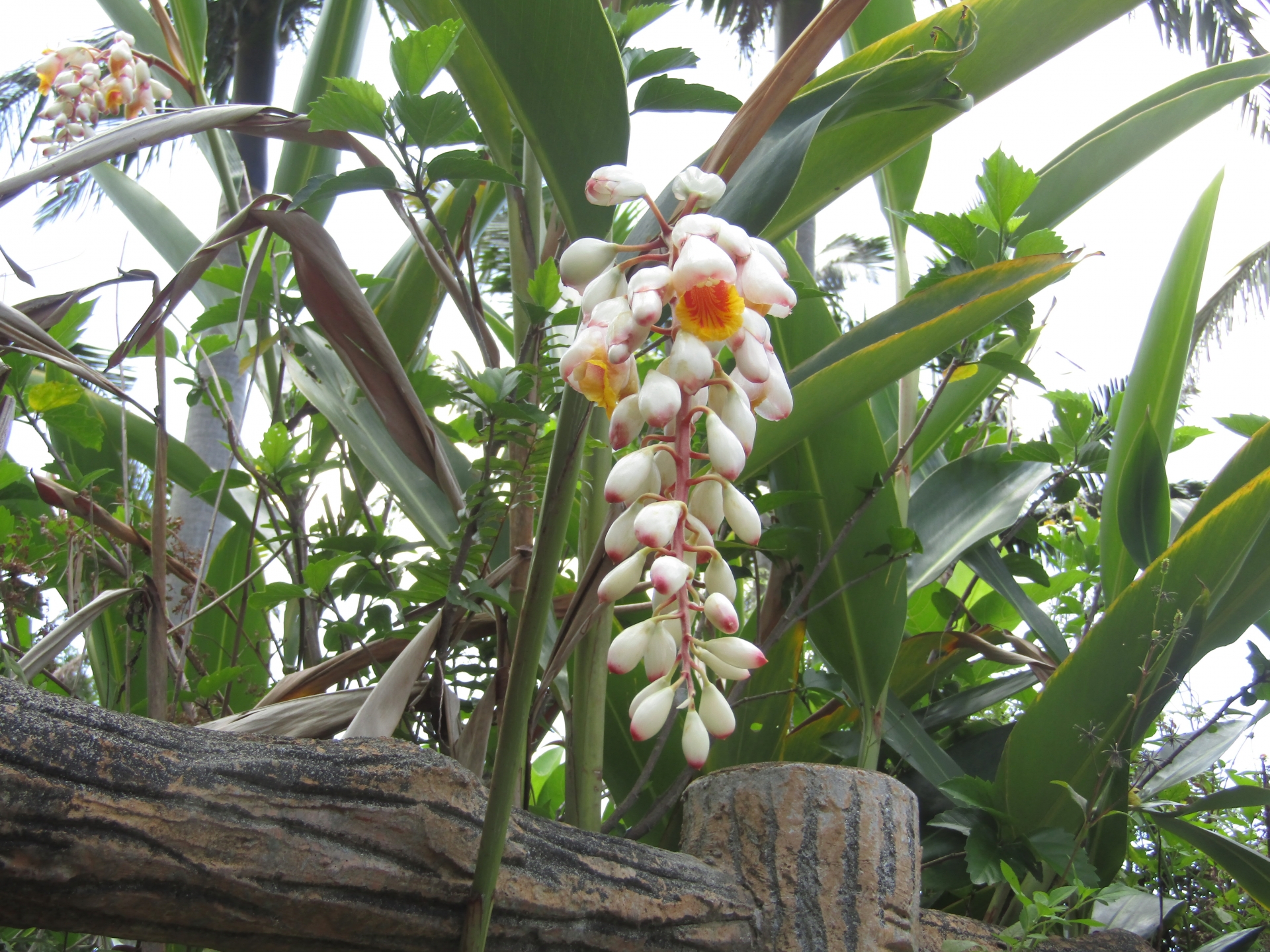 月桃(ゲットウ)の効果効能とは?工芸品や食用としての利用方法も紹介