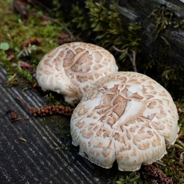 マツオウジとはどんな植物？食べられる？特徴や食べ方をご紹介！