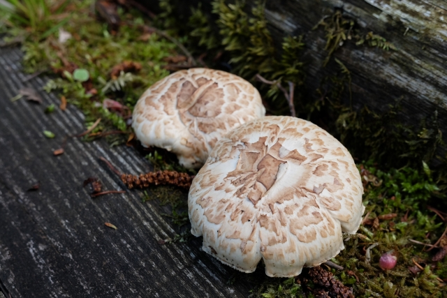 マツオウジとはどんな植物？食べられる？特徴や食べ方をご紹介！