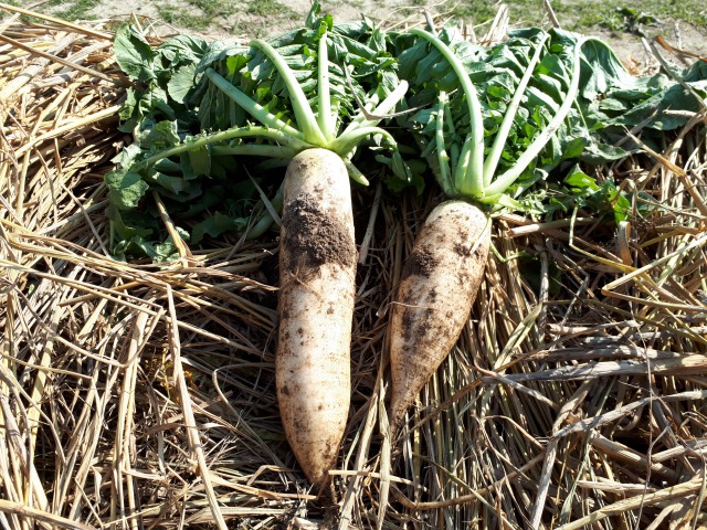 源助大根とはどんな野菜？上手に育てるコツとおいしい食べ方を紹介！