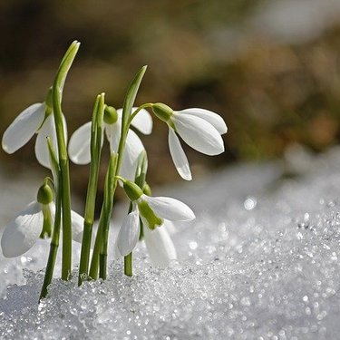 1月1日の誕生花は何？特徴や育て方・誕生石にゆかりの有名人もご紹介！