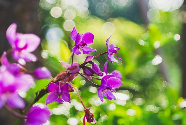 1月2日の誕生花は何？特徴・花言葉や誕生石に記念日もご紹介！のイメージ