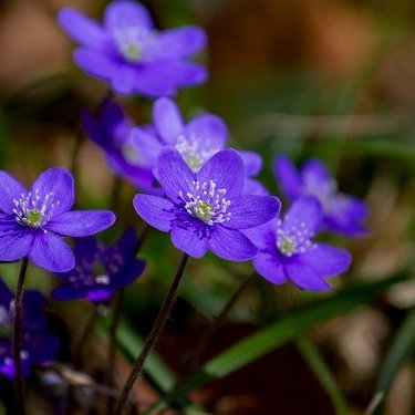 1月5日の誕生花は何？特徴や育て方・誕生石にゆかりの有名人もご紹介！