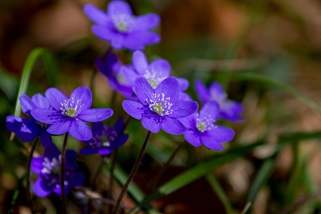1月5日の誕生花は何?特徴や育て方・誕生石にゆかりの有名人もご紹介!