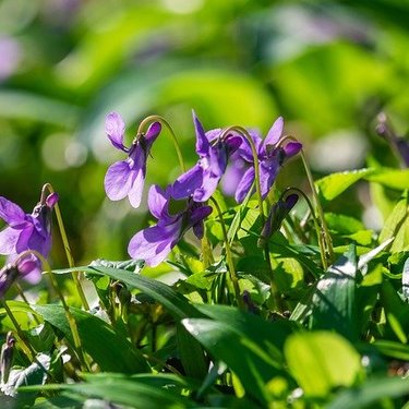 1月6日の誕生花は何？花色ごとの花言葉や誕生石・記念日もご紹介！