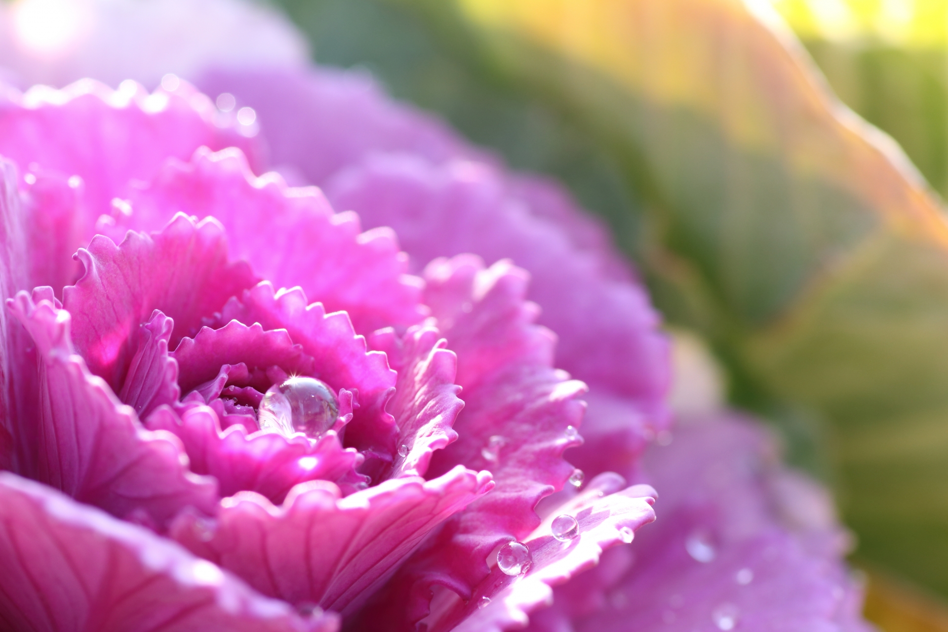 1月7日の誕生花とは？特徴や育て方・誕生石にゆかりの有名人もご紹介！のイメージ