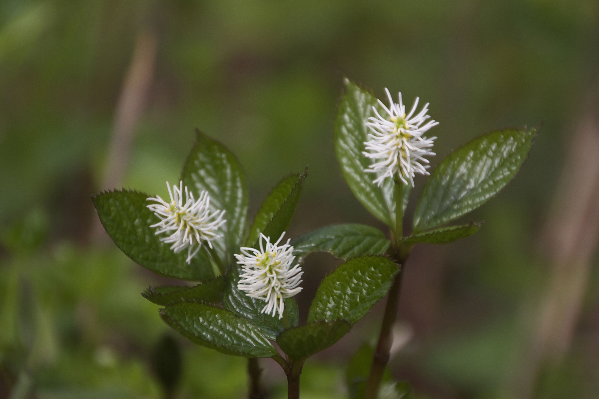 1月9日の誕生花！特徴・育て方や誕生石にゆかりの有名人ものイメージ