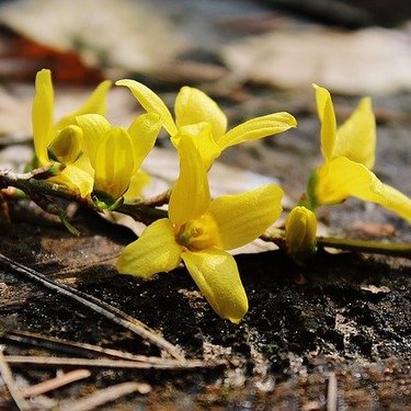 1月10日の誕生花は？名前の由来や花言葉・誕生石に記念日もご紹介！