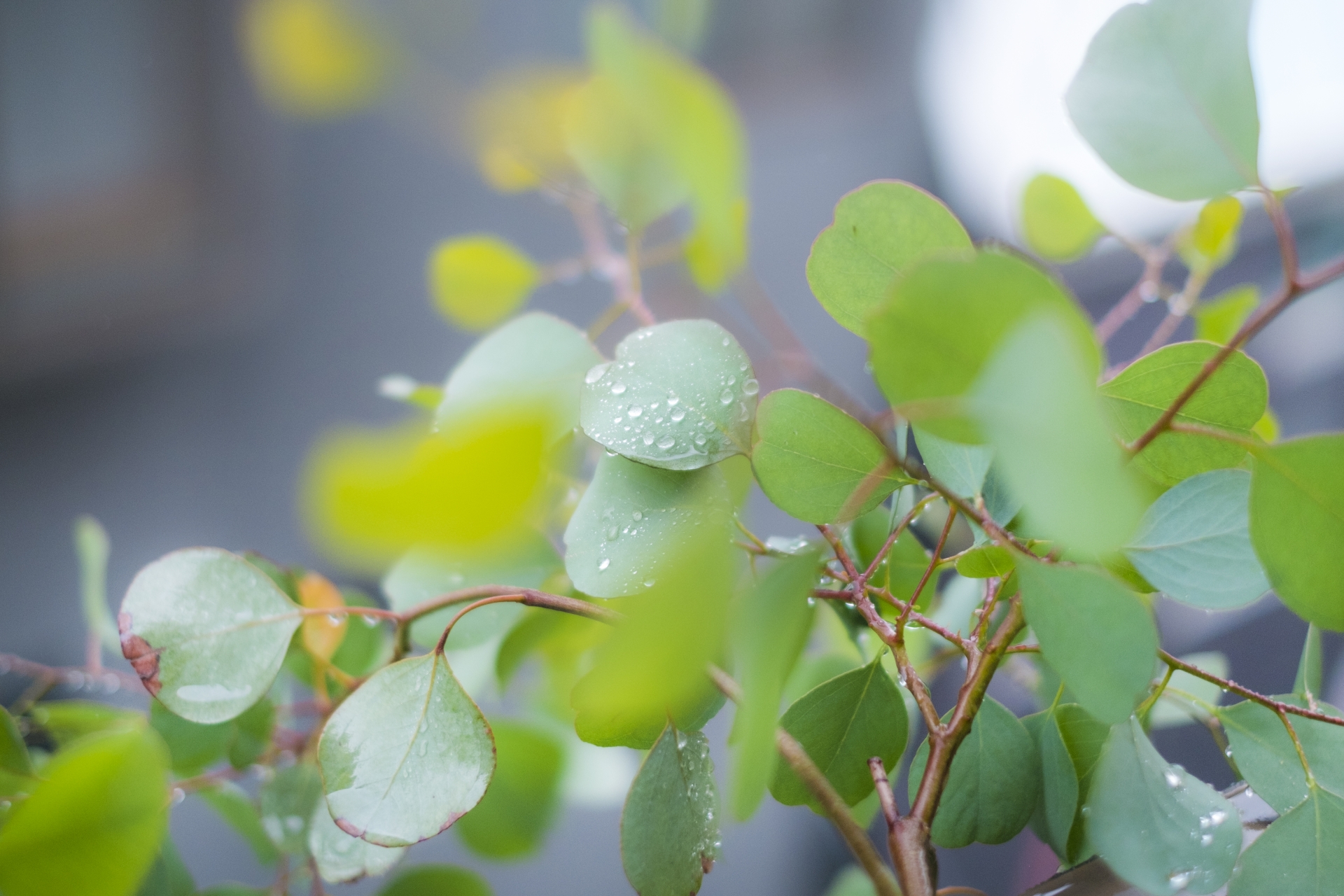 1月13日の誕生花!特徴や育て方・誕生石にゆかりの有名人も