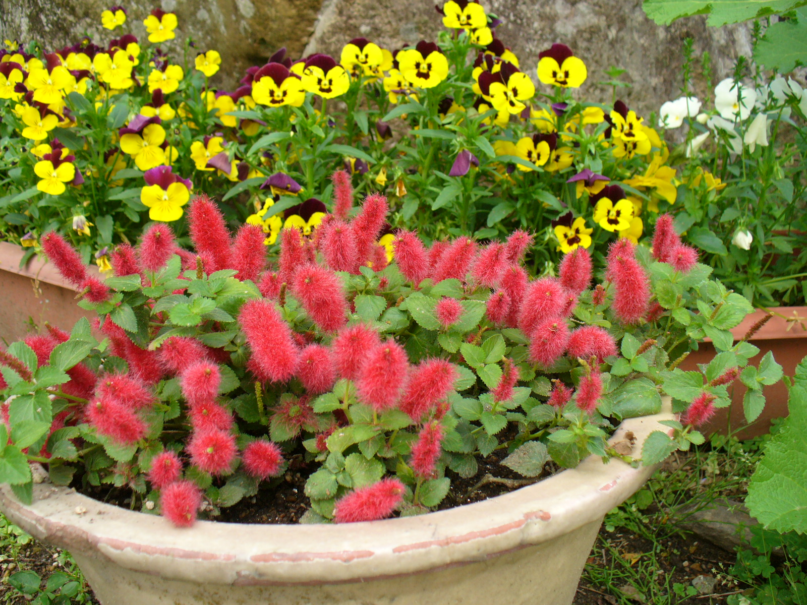 1月14日の誕生花とは?名前の由来・花言葉や誕生石に記念日もご紹介!