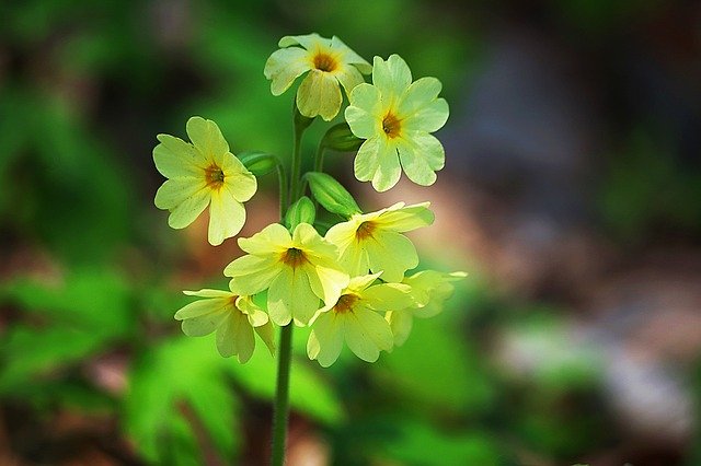 1月16日の誕生花は何?特徴・花言葉や誕生石に記念日もご紹介!