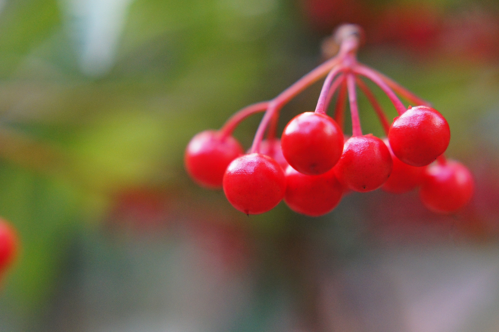1月23日の誕生花は何？特徴・花言葉や誕生石に記念日もご紹介！のイメージ