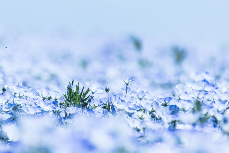 1月28日の誕生花は?特徴や花言葉・ゆかりの有名人もご紹介!