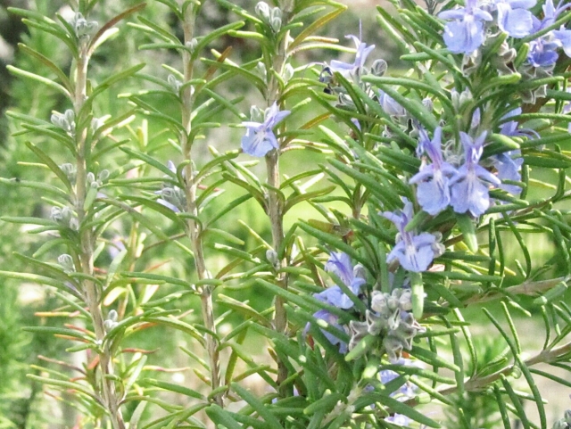 初心者におすすめの花20選!暑さ・寒さにも強くどこでも育てられる植物は?
