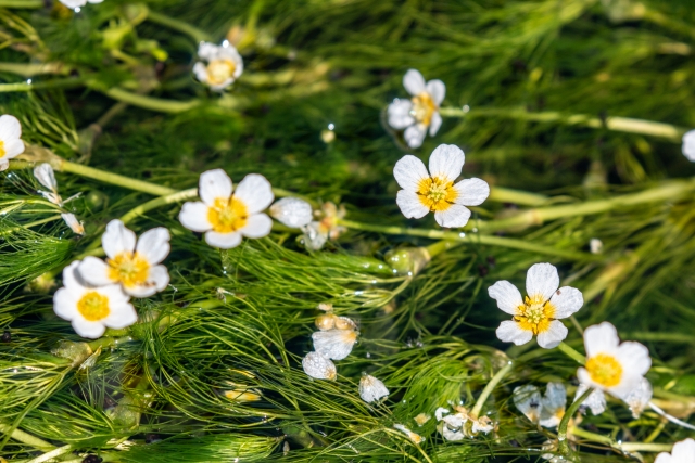 バイカモ（梅花藻）ってどんな植物？特徴や名所もあわせてご紹介