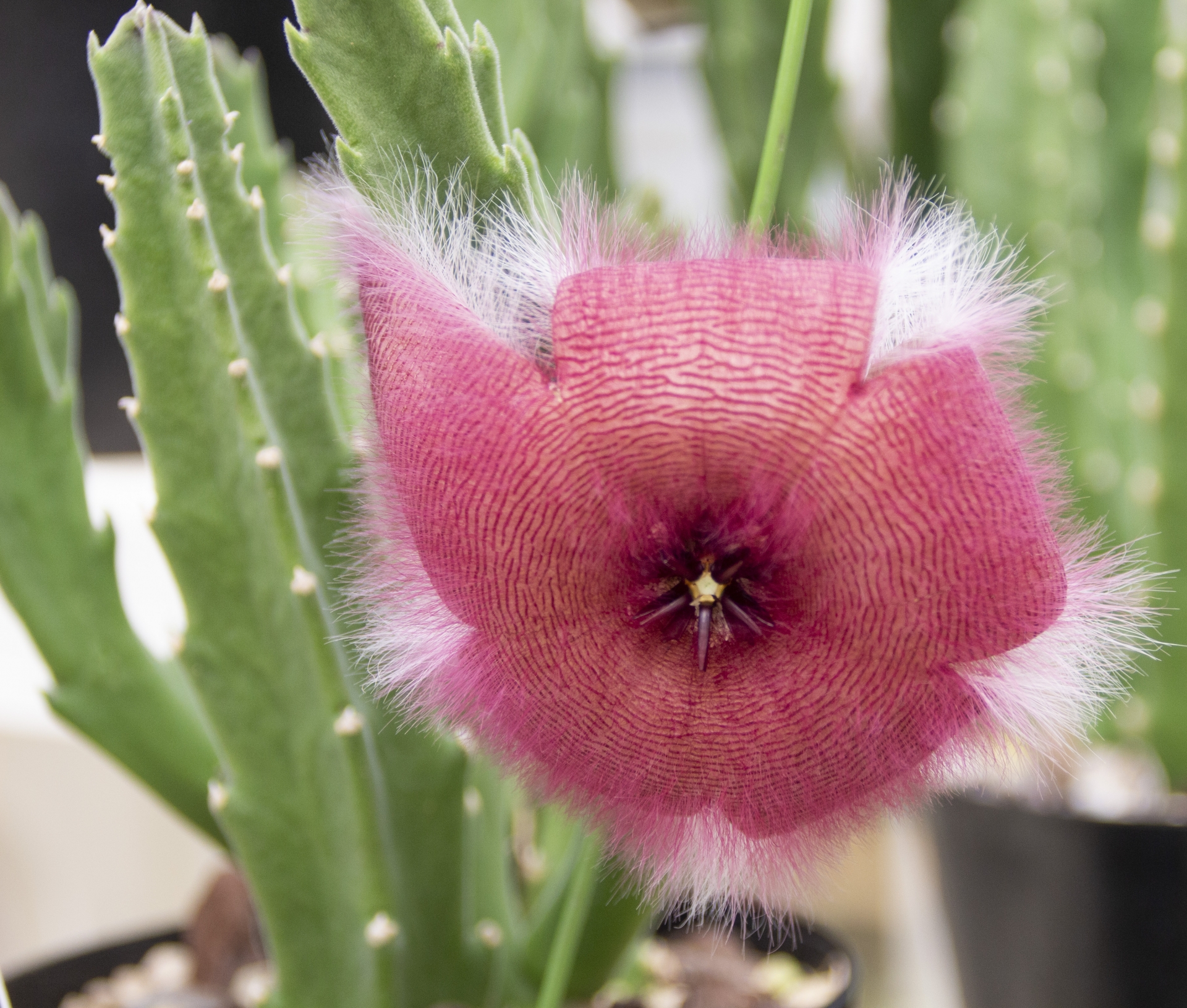 オオバナサイカク(大花犀角)って?悪魔の花といわれる理由も紹介のイメージ