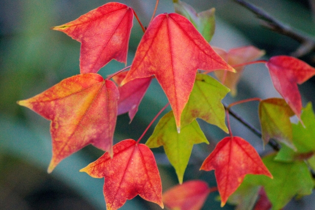 花散里とはどんな木？葉の色が変化する美しい木の特徴を解説