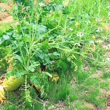 とう立ちってどんな状態？食べられる？主要な野菜の見分け方も紹介